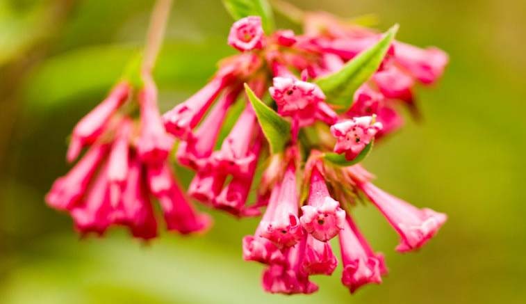 Red cestrum